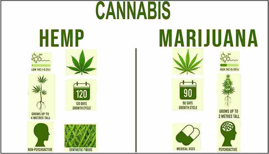CBD Hemp and Marijuana: Dissimilarities, Applications, and Advantages