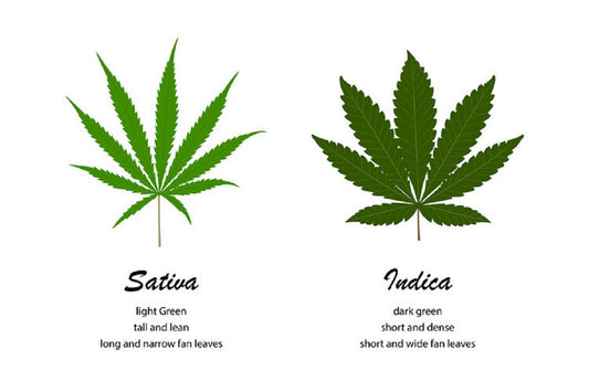 Best Delta 8 THC For Online at Smokegem Online Store