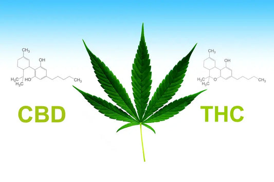 THC Products Tampa, Florida