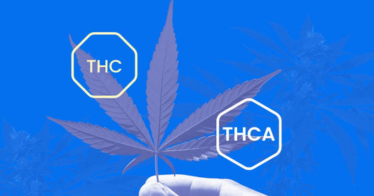 What are the Differences between THC and THCA and Benefits | Which is Stronger THC or THCA?